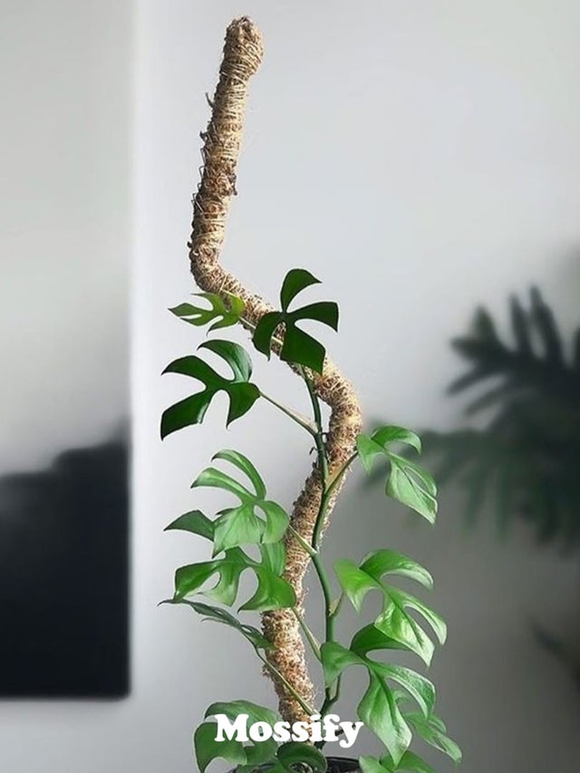 moss stick　sw58 Sukh Moss Totem Pole - Moss Pole for Plants Monstera 2 Pcs