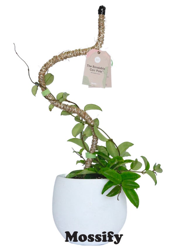 Moss Poles | The Plant Shelf