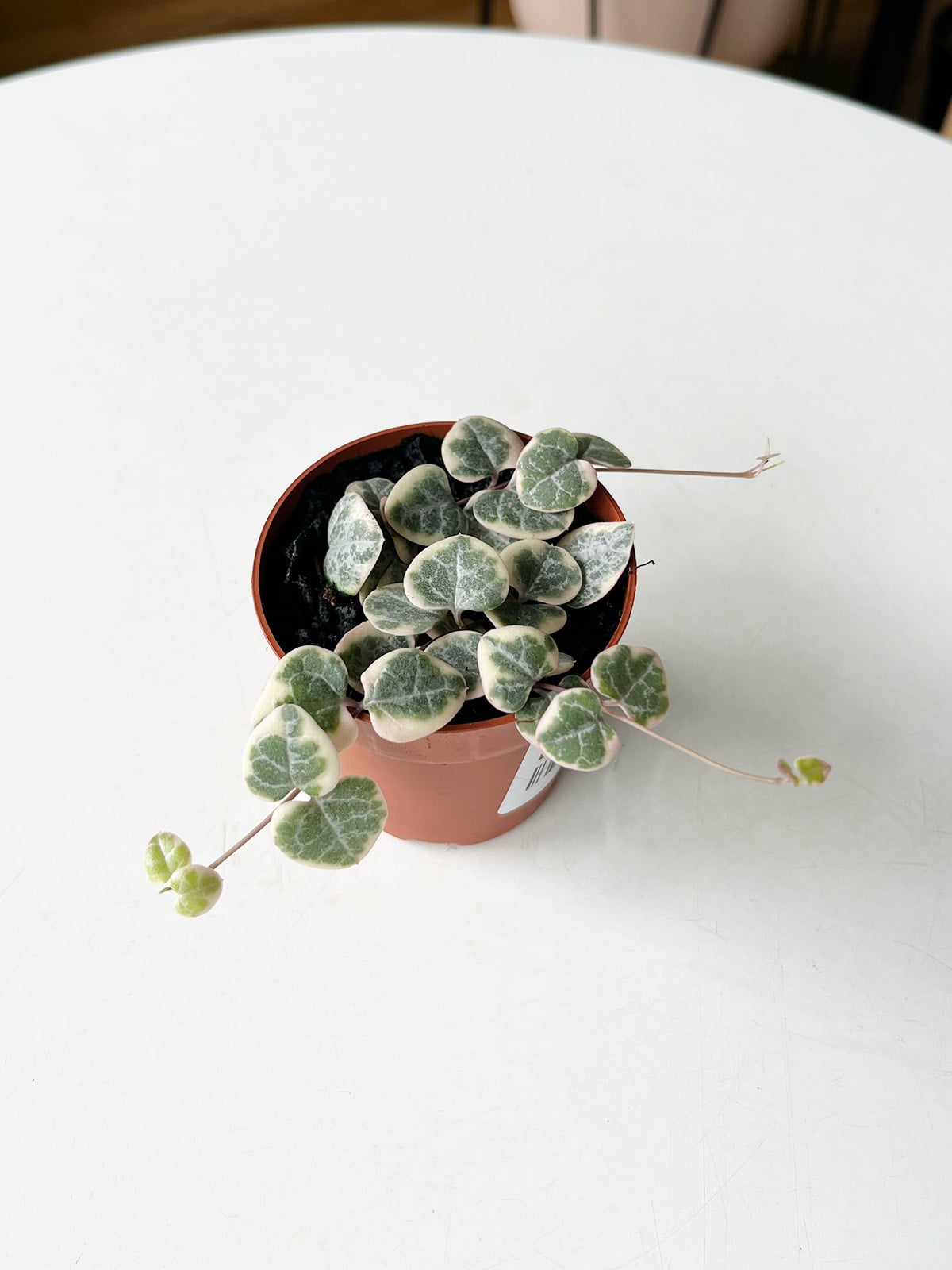 String of Hearts, Variegated (Ceropegia Woodii Variegata), 2.75